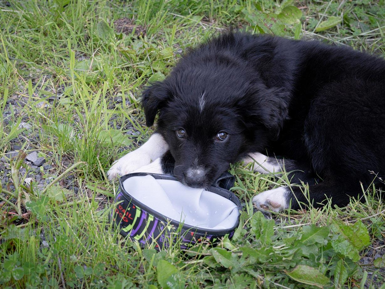 Kona Cycle Dog Packable Bowl